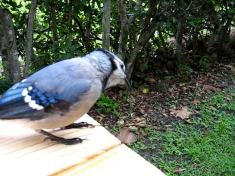 Watch Blue Jay Tube Free