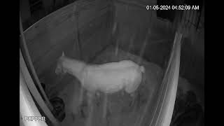 Pepper Getting Up 01052024