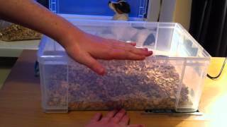 Hatchling Carpet python Setup + Unboxing! Profile