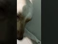 Simparica Ticks Tablet Live Review | Best Tablet for Ticks #doglover #ticksremoval #shorts