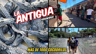 Download Lagu ANTIGUA VERACRUZ y más de 1000 cocodrilos // la Antigua y la granja de cocodrilos MP3 Download Lagu ANTIGUA VERACRUZ y más de 1000 cocodrilos // la Antigua y la granja de cocodrilos MP3