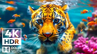 ULTIMATE CLARITY Dolby Vision 4K HDR | with cinematic sound (Colorful Animal Life)