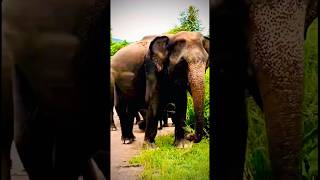 Sri Lanka Safari Moments That Feel Unreal 🇱🇰🐘 | Jeep Safari Adventure in Minneriya National Park