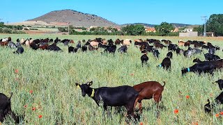 الجفاف في اسبانيا وإطلاق الماعز في الحقول المزروعة