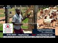 Goat Rearing_AKASI FARM abalunda embuzi enzungu bagamba zifuna kiralu okusinga endala_#extradigest Mp3 Song