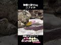 【旅行Vlog】大阪のおしゃれ水族館🐟ニフレルの展示が綺麗すぎてすごい✨無職がニフレルで無双するよ