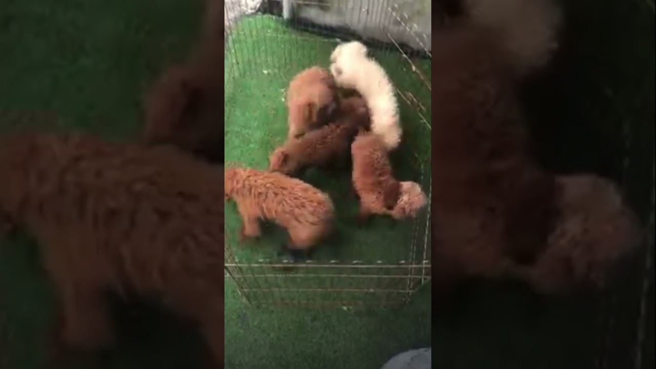 Poodle tiny, đỏ cháy, trắng đẹp - youtube