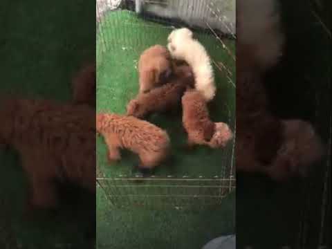 Video Poodle tiny, đỏ cháy, trắng đẹp - youtube