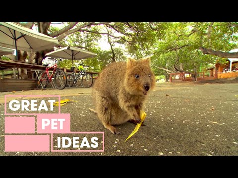 Vídeo: A Nova Zelândia tem quokkas?