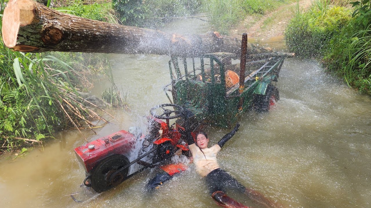 Agricultural vehicle transporting wood, girl's special wood loading skills