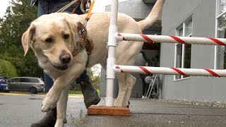 Guide dog puppy raisers needed in B.C.