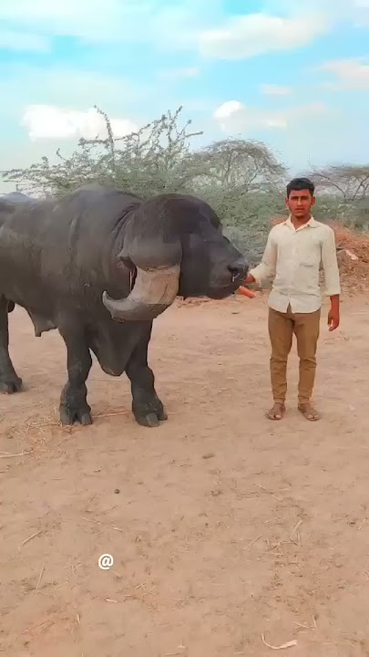 JAFRABADI BULL GOPAL OF KARAN RATHOD AT SURENDRANAGAR