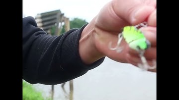 Câu cá chuối sộp tại hồ câu lục, câu cá chuối sộp bằng cá sắt#Shorts