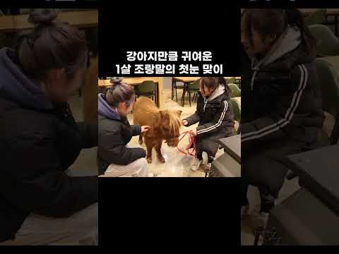 ※자랑주의※ 우리 집 말은 애교도 부립니다 #shorts