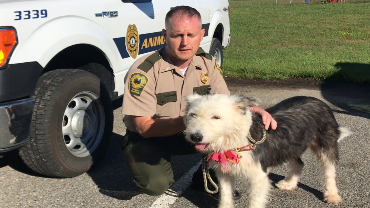 Hanover County Animal Control Rabies Clinic 20182019 YouTube