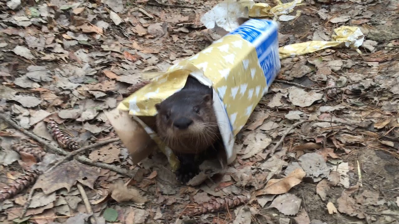 parking Oakley the River Otter Opens a Present!