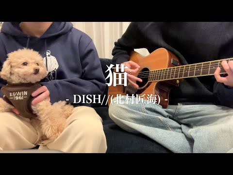 犬の前で猫歌ってみた / 猫 - DISH// (北村匠海)/ 【弾き語り】【cover】