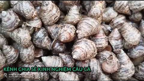 Hướng dẫn cách ủ ốc câu Cá Trắm Đen hiệu quả nhất với Mồi dụ Thuốc Bắc SUNKISS X300