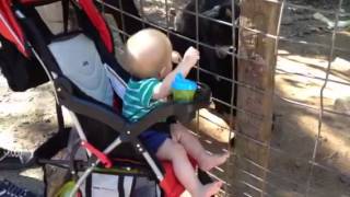 Goat Wants Everetts Toes