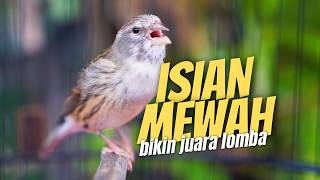 MATERI MEWAH BIKIN JUARA LOMBA! Masteran Kenari Isian Blackthroat GACOR FAVORITE JURI