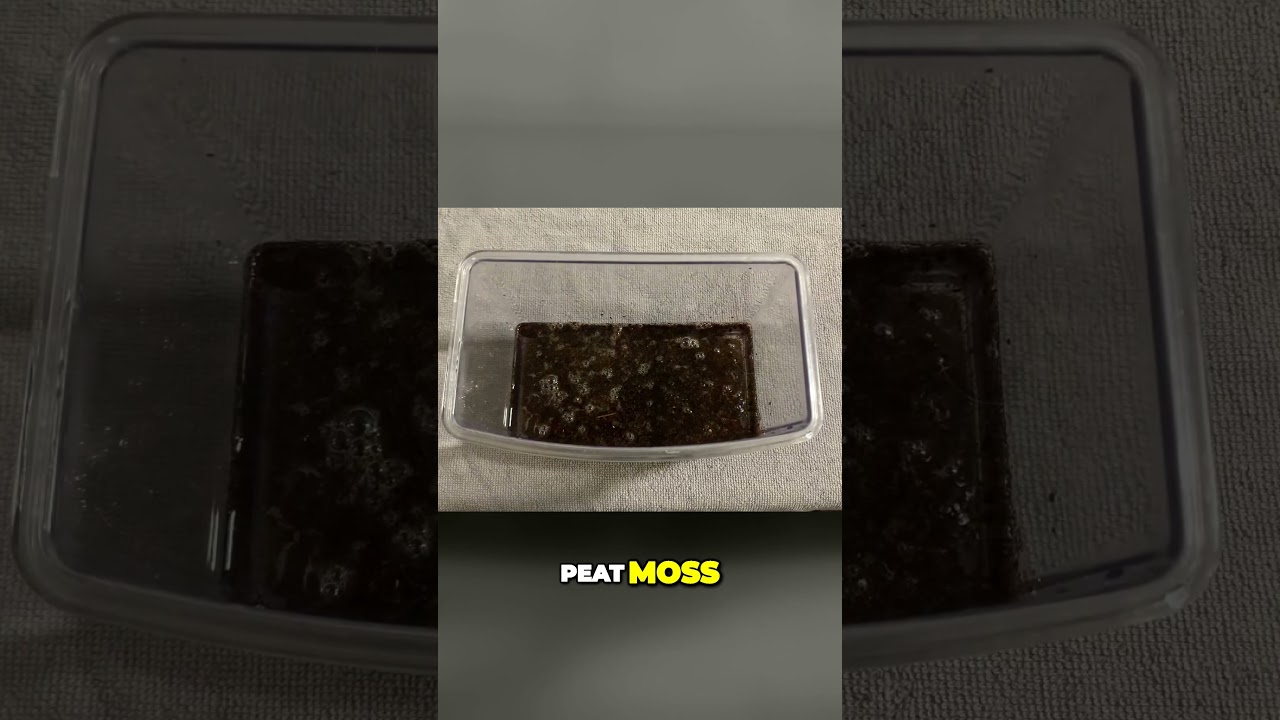 Hatching Killifish Eggs!! 