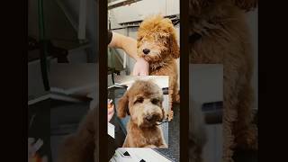 Golden doodle puppies first appointment