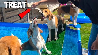 Will My BEAGLES Go Inside The POOL for a TREAT?