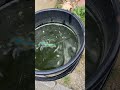 放置してたメダカ水槽バケツ