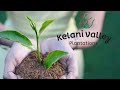 Kelani Valley Plantations (KVPL) - Company Profile 2024