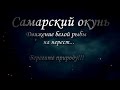 Самарский окунь, движение белой рыбы на нерест   наноджиг,микроджиг,мормышинг,мормодроч