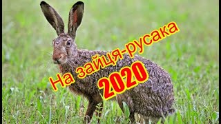 Охота на зайца 2020 | Полювання на зайця-русака | Частина 1