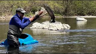 Stocking Trout in Pennsylvania - 2026 Float Stock of the Tulpehocken!