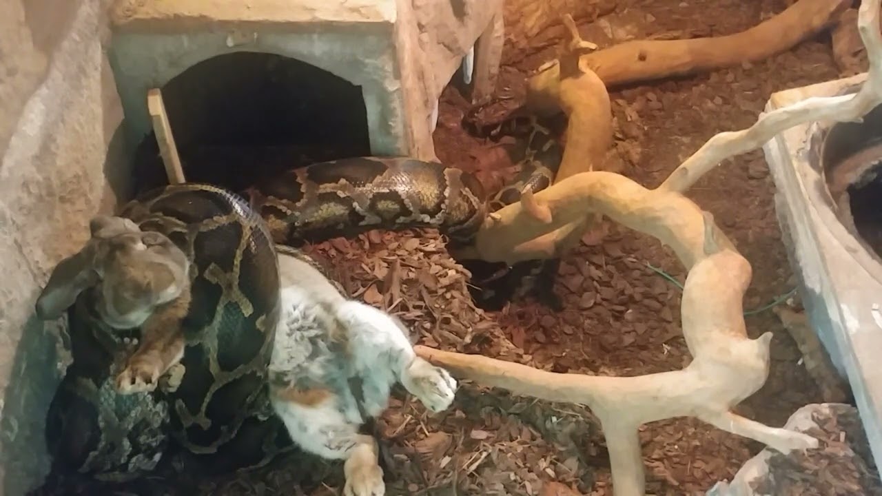 2022-08-13 Feeding my burm - live feeding rabbits (1/1) - full - scream