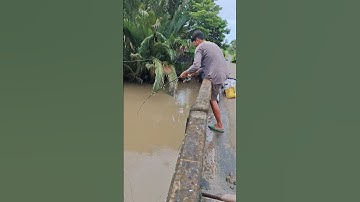 Lên cá mè vinh sông #fishing #câucá