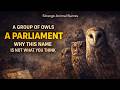 PARLIAMENT OF OWLS | Why That Name