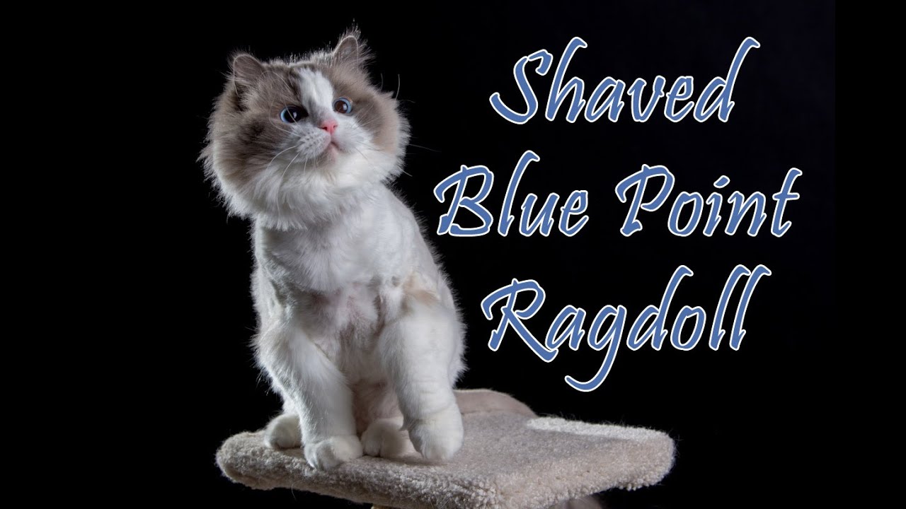 Blue Point Ragdoll  Cat  Photo Shoot Time YouTube