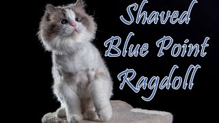 Blue Point Ragdoll Cat - Photo Shoot Time by Cat Pause 2,179 views 9 years ago 3 minutes, 15 seconds