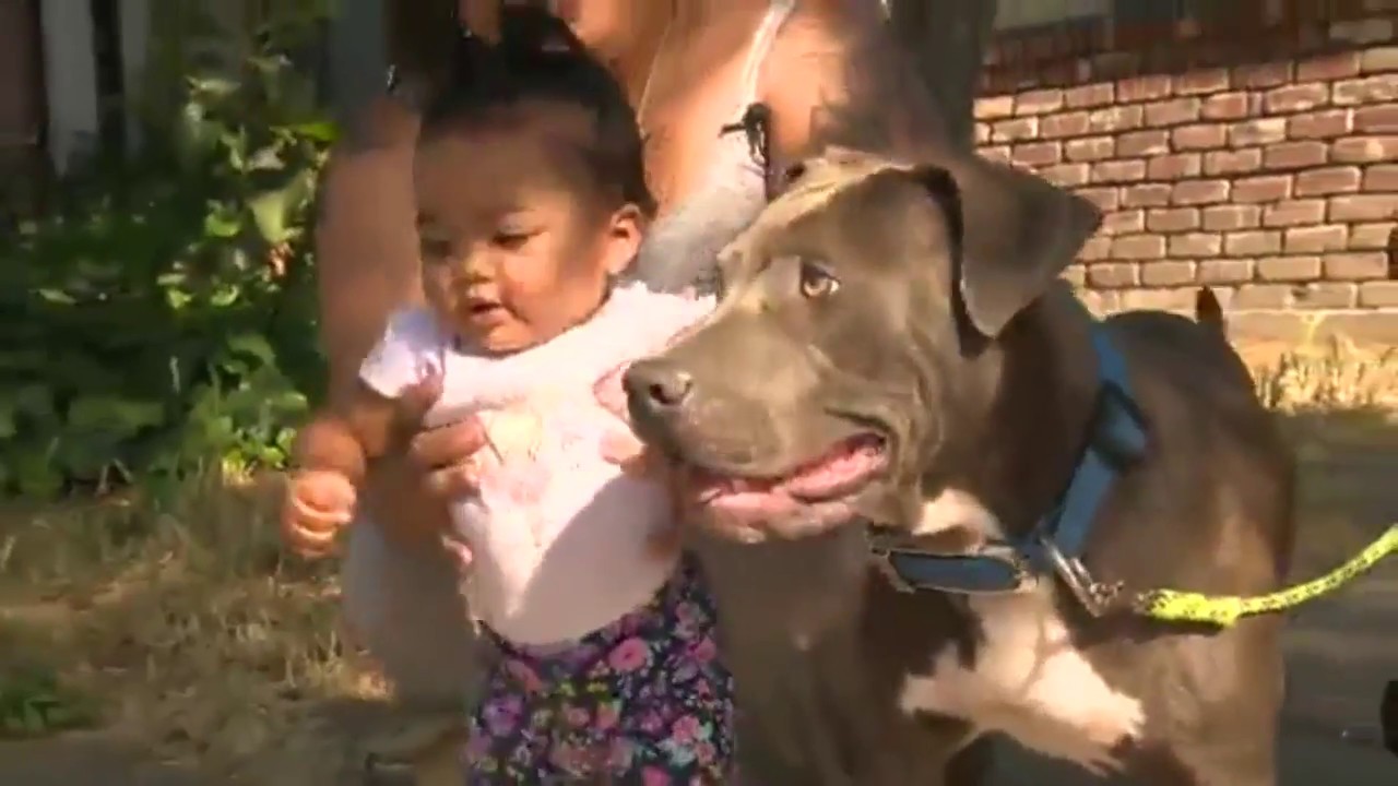 Hero Pit Bul| Rescues Baby from Fire