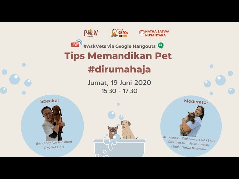 #AskVets Tips Memandikan Pet #dirumahaja Bersama drh. Cindy Ayu Anastasia