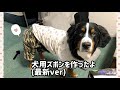 【ハンドメイド】迷彩柄のイケイケ犬用ズボンを作ったよ。【大型犬の犬服】