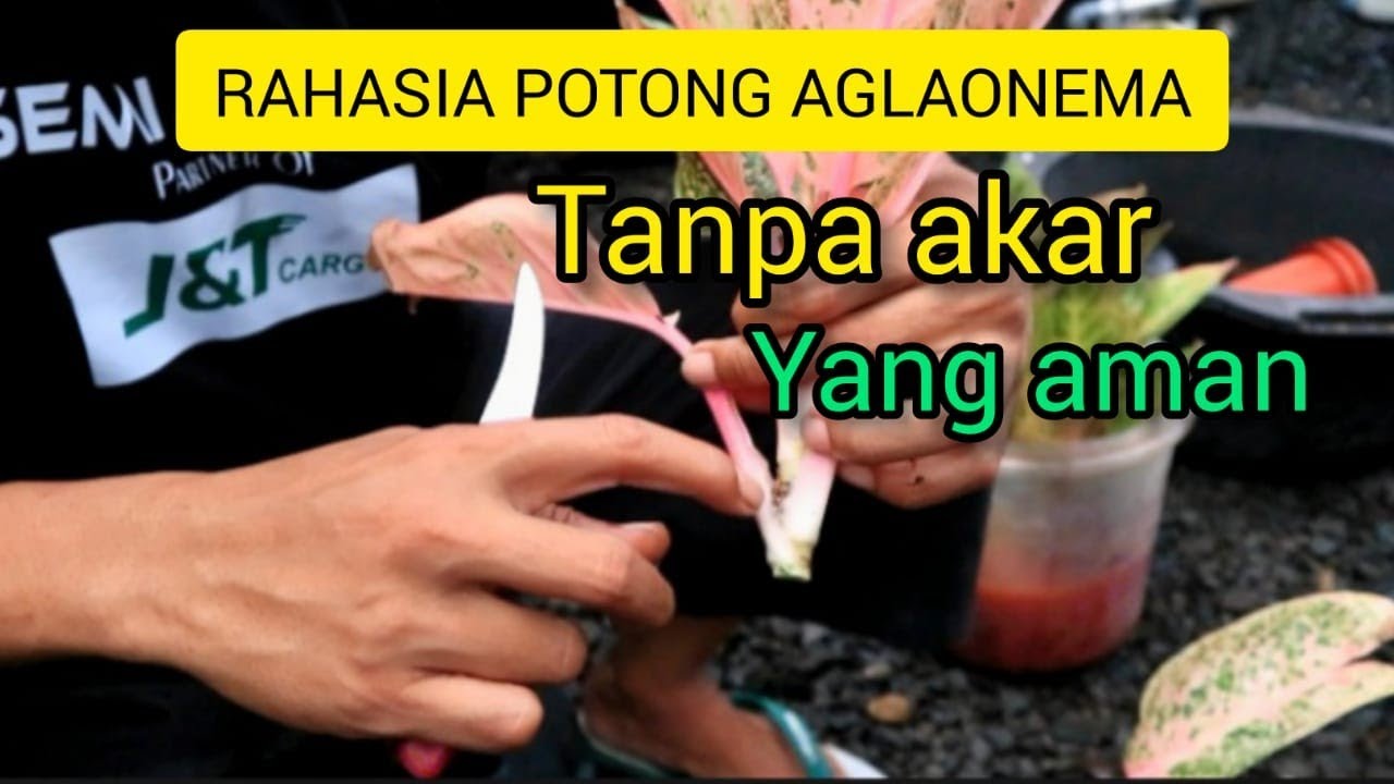 Rahasia potong AGLAONEMA tanpa akar yang AMAN
