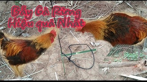 Hướng Dẫn Làm Bẫy Gà Rừng Và Tét Thử Rất Hiệu Quả | Tây Bắc Bốn Mùa