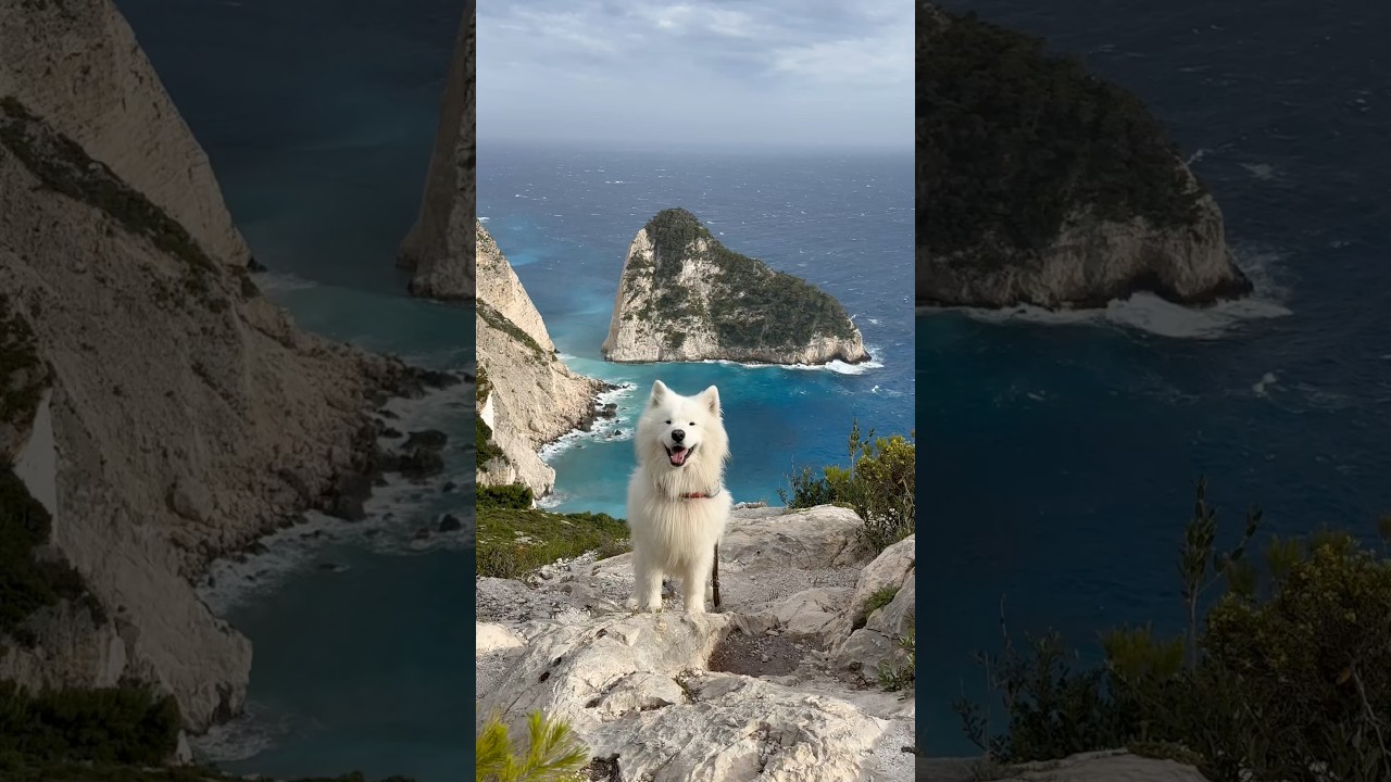 My Samoyed explores Zakynthos 😍 🇬🇷 