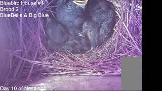 6-15-26  Bluebird House #1       Day 10 of Nestlings.