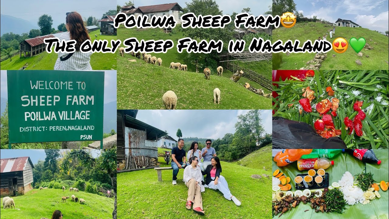 A trip to remember//Poilwa Sheep farm//The only Sheep farm in Nagaland.😍💚