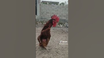 Thumbnail of #puedosalirenparati  #Gallo #musica #viralcontent