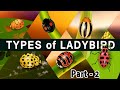 types of ladybird beetle : part 2 of popular coccinellidae species
