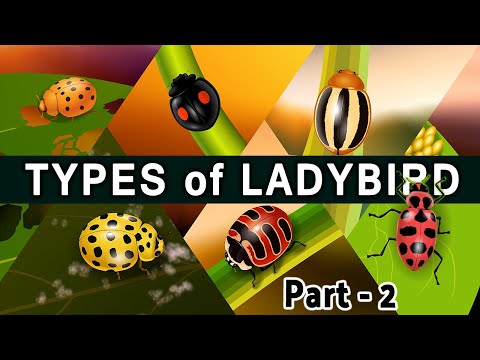 types of ladybird beetle : part 2 of popular coccinellidae species : an amazing beetles