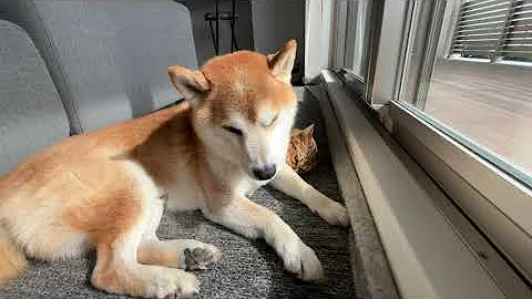 Video 11547691: bengal cat, bengalcat