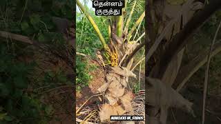 Growth is awesome #nature#naturelovers #naturephotography #universe #travel #trees #coconut #tourism